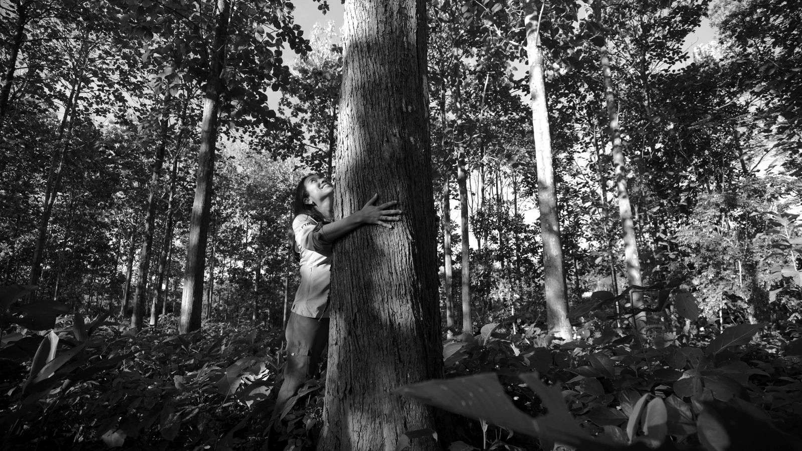 Abrazo a un árbol de teca, still de Panama Teak
