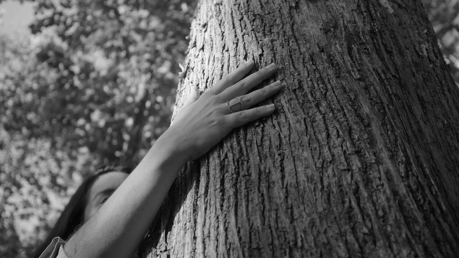 Mano sobre la corteza, still de Panama Teak