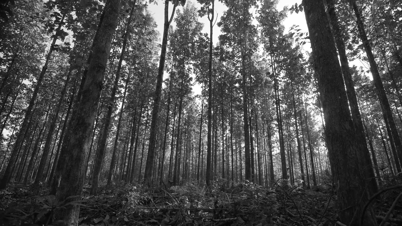 Bosque de teca, still de Panama Teak