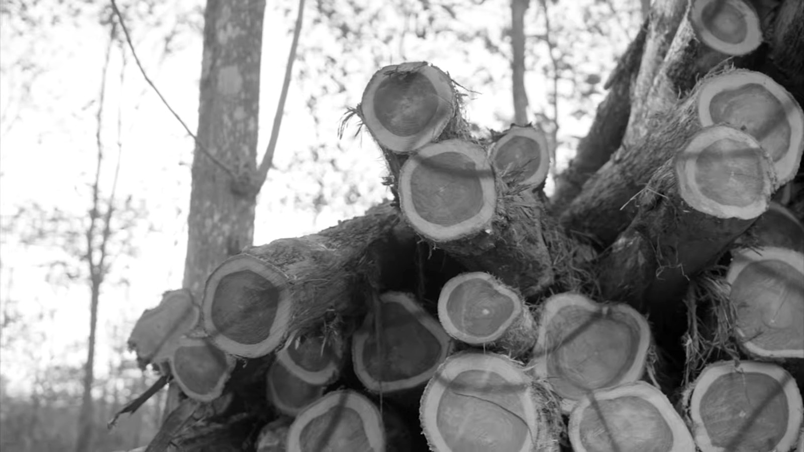 Trozas de teca apiladas en el bosque, still de Forwood